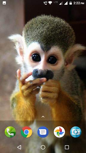 Monkey Wallpaper screenshot 2
