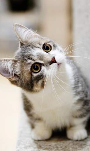 Cats Live Wallpapers screenshot 2
