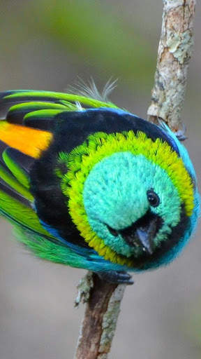 Green headed tanager Bird wallpapers hd screenshot 4