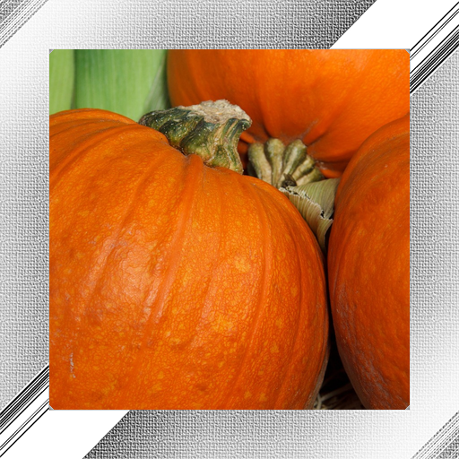 Pumpkin Photo Frames icon
