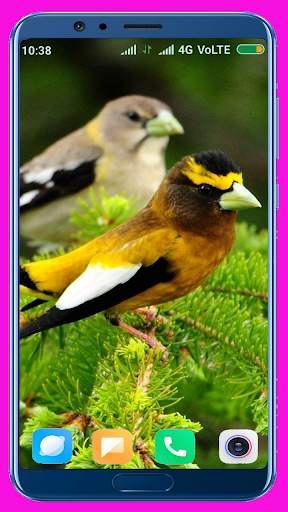 Bird Wallpaper Best 4K स्क्रीनशॉट 11