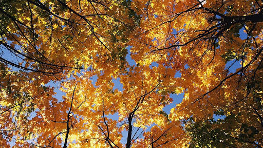 Autumn Wallpapers HD & 4k Backgrounds screenshot 17