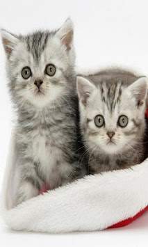 Christmas Cats HD wallpaper screenshot 3