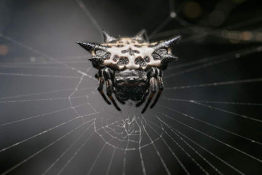 Spider Live Wallpaper (Wallpapers & Backgrounds) screenshot 11