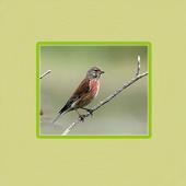 Singing Bird icon