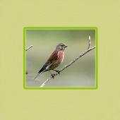 Singing Bird 1.0