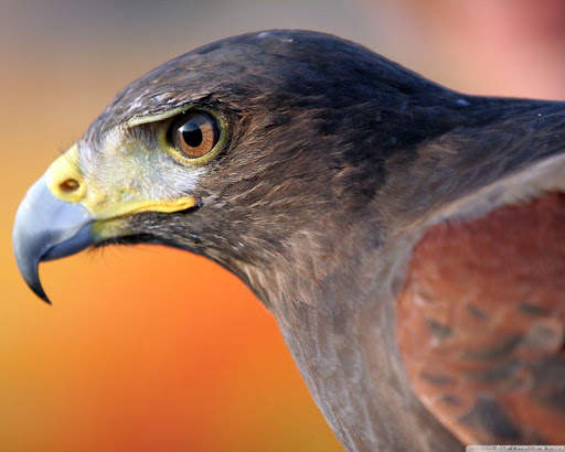 Falcon Wallpaper - Bird Wallpaper screenshot 3