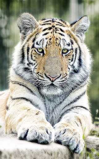 Tiger Wallpapers | hd backgrounds screenshot 9