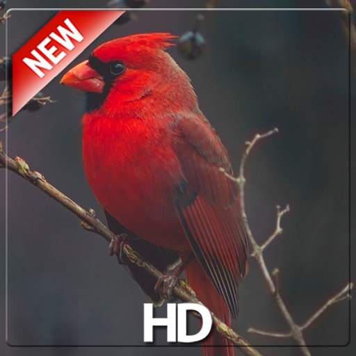 Bird Wallpaper – HD Wallpaper 1.0
