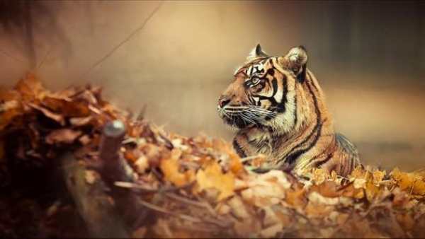 Tiger HD Wallpaper screenshot 6