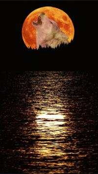 HD Wolf Wallpapers screenshot 8