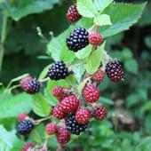 Beautiful blackberry branch on 9Apps