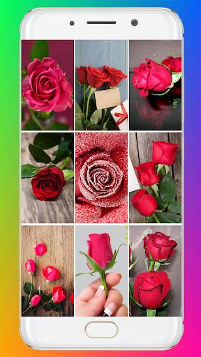 Red Rose Wallpaper screenshot 1