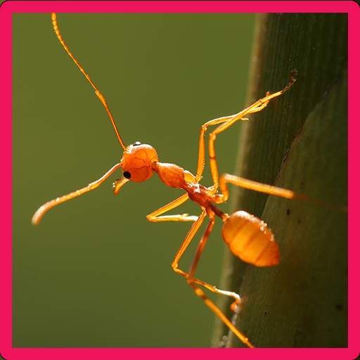 Ant Memory Game 1.0