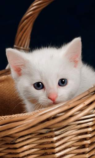Cute Cats Live Wallpaper (backgrounds & themes) screenshot 3