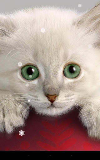Xmas Cat Live Wallpaper screenshot 1
