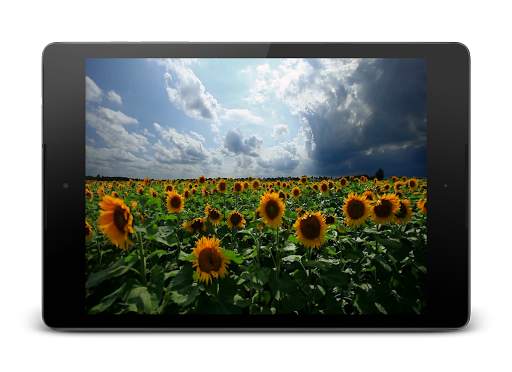 Sunflowers 3D Live Wallpaper screenshot 5