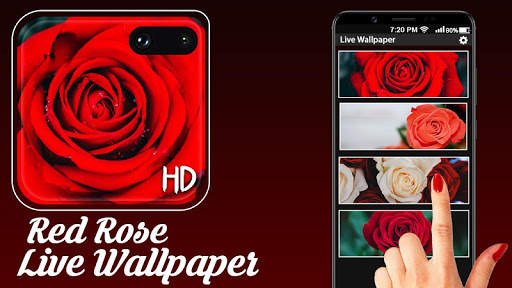 Red Rose Live Wallpaper :HD 2020 1 تصوير الشاشة