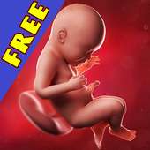 ikon Pregnancy apps. Week by week