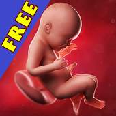 Pregnancy apps. Week by week 9.00007