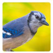 Bird Sound Song & Ringtone 1.0