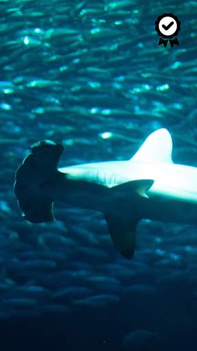 Shark Wallpapers - FREE screenshot 7