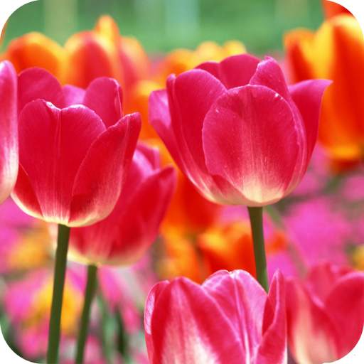 Tulips Wallpaper Best HD 1.06