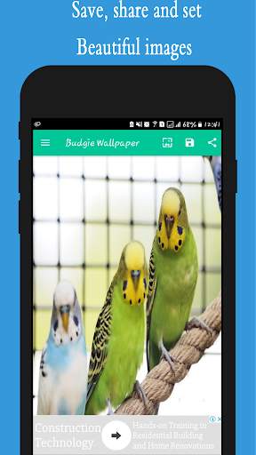 Budgie Wallpapers screenshot 2