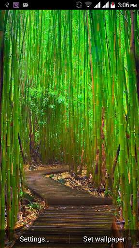 Bamboo live Wallpapers screenshot 5