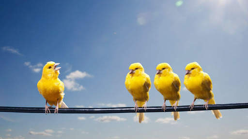 Canary Bird Wallpapers HD screenshot 1