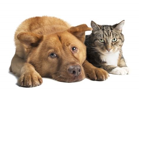 Animal Sounds icon