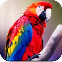 Parrot Wallpapers 4K icon