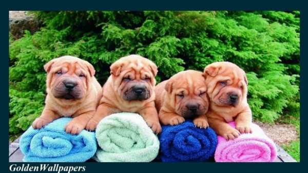 Shar Pei Wallpaper screenshot 1