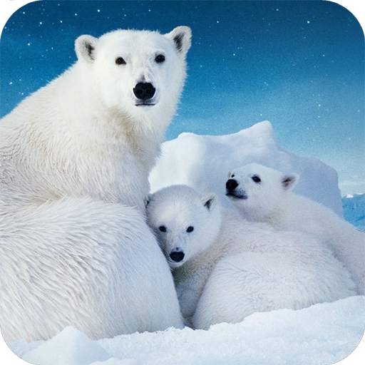 New Polar Bear Wallpaper 1.02