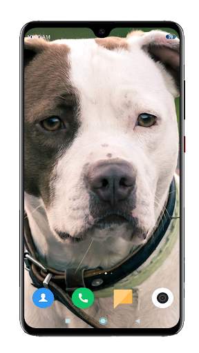 Pitbull Dog Wallpaper HD screenshot 11