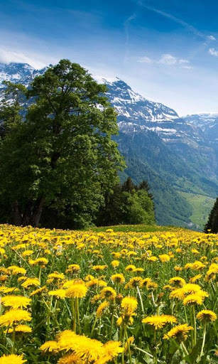 HD Mountain Flower Wallpaper скриншот 14