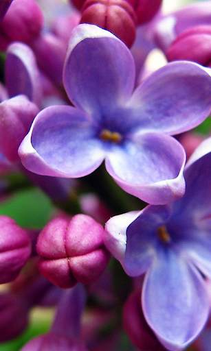 Lilac Flowers Live Wallpaper (Backgrounds) screenshot 3