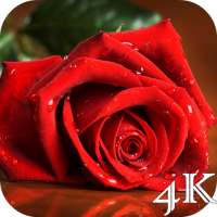 Red Rose 4K Live Wallpaper logo