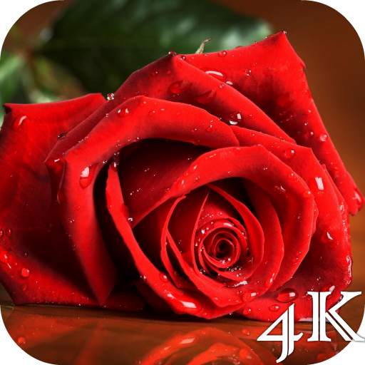 Red Rose 4K Live Wallpaper 2.0