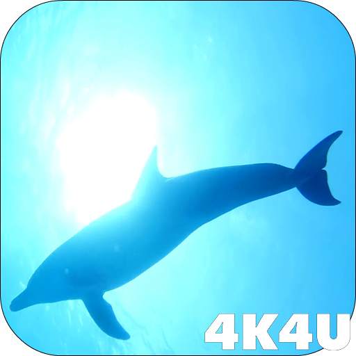 4K Dolphins Video Live Wallpaper 2.02
