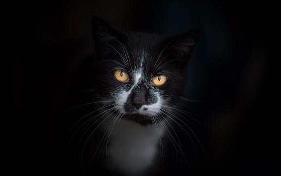 Black Cat Live Wallpaper screenshot 11