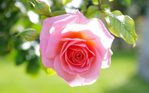 Flowers Wallpapers screenshot 3