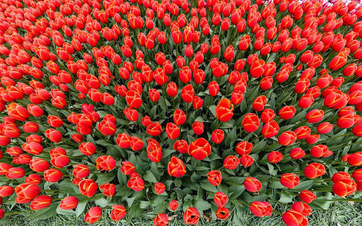 Tulips Wallpapers HD & 4k Backgrounds screenshot 19