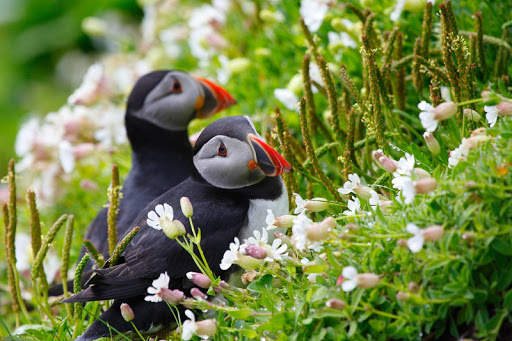 Atlantic Puffin Bird Wallpapers HD screenshot 1