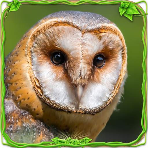 Furious Owl Simulator 1.0