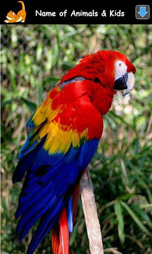 Animal Sounds for Kids Lite screenshot 8