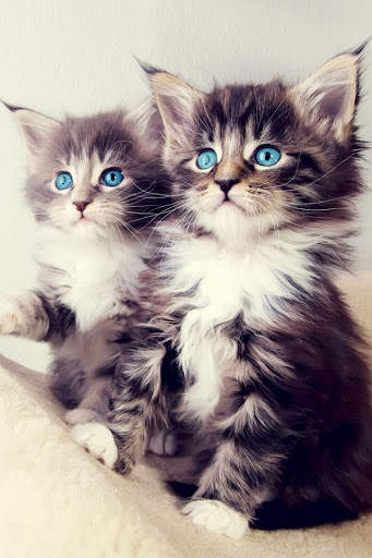 Cat Video Live Wallpaper screenshot 6