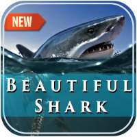 Beautiful Shark Photo Frame