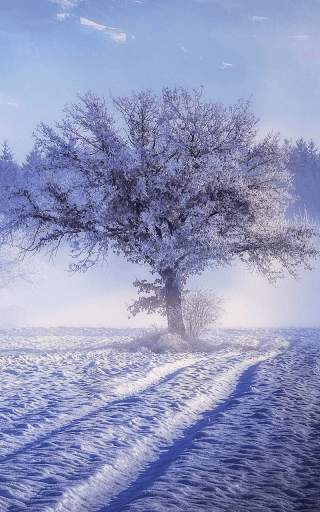 Snow Live Wallpaper HD screenshot 1