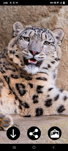 Snow Leopard Wallpapers screenshot 1